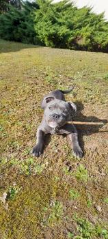 Tosca, Staffordshire Bull Terrier