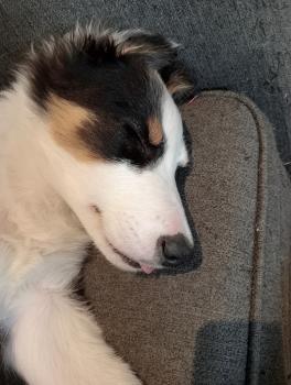 Thunder, Border Collie