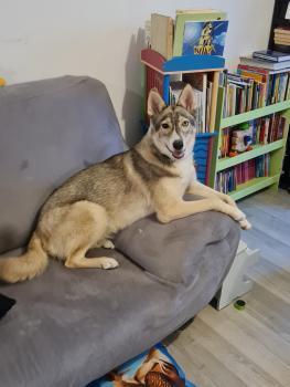Triskell, Siberian Husky