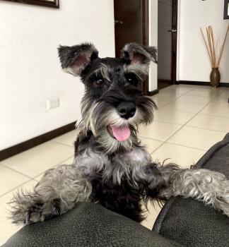 Louie, Zwergschnauzer