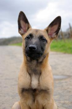 Mace, Pastor Belga Malinois