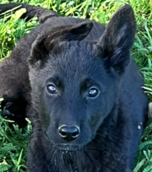 Rexxar, German Shepherd Dog
