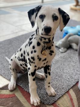 Lola, Dalmatian