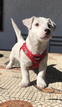 Casper, Parson Jack Russell Terrier (De Pelaje Corto - Suave)