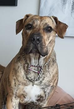 Talya, Dogo Canario