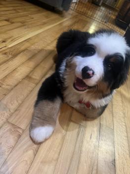 Dumbo, Berner Sennenhund