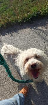 Mina, Otros perros