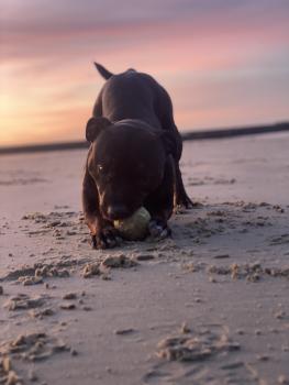Zya, Staffordshire Bull Terrier