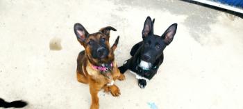 Kyra, Pastor Belga Malinois