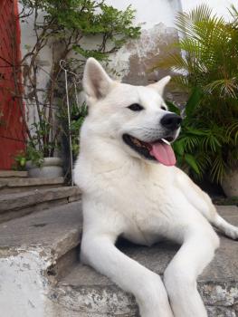 Haruki, Akita Japonés
