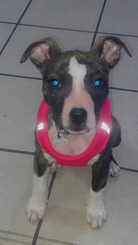 Uchanel, American staffordshire terrier