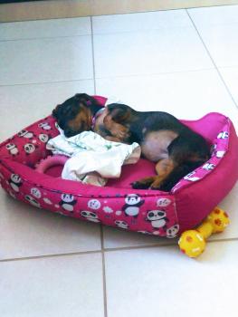 Mag LIMA, Dachshund (Pelo Largo)