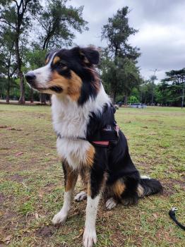 Futa, Border Collie