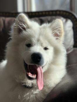 Oslo, Samoyedo