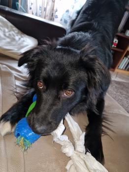 Tofu, Australian Shepherd Dog