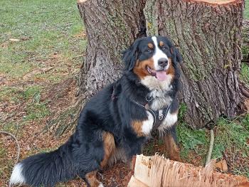 Nuts, Bernese Cattle Dogs