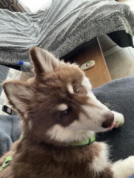 Bandit, Siberian Husky