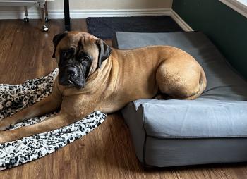 Arwen, Bullmastiff