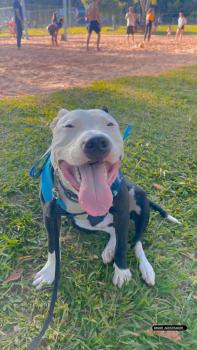 Drax, American Staffordshire Terrier