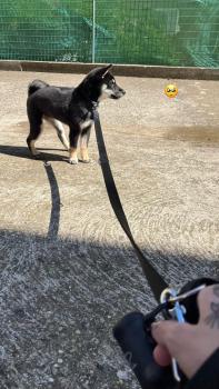 Saki, Shiba Inu Japonés