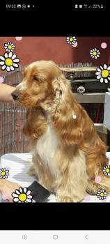 Fluke, Cocker Spaniel Inglés