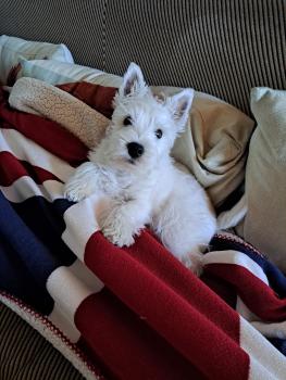 Zero, West highland white terrier