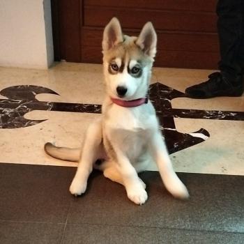 Isotta, Husky Siberiano