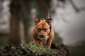 Sako, American Staffordshire Terrier