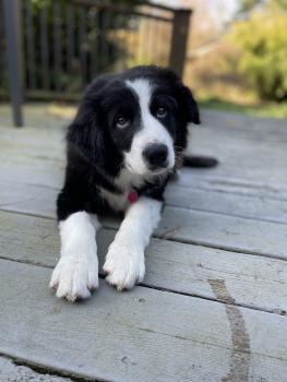 Ferdinand, Border Collie
