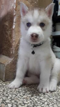Rocky, Husky Siberiano