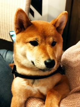 Warwick, Shiba