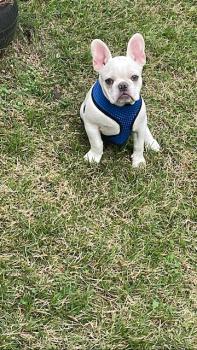 Apolo, Französische Bulldogge