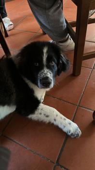 Paco, Otros perros