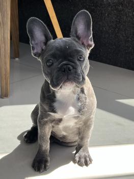 Blueberry, Bouledogue francese