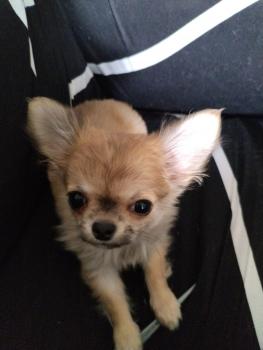 Toto, Chihuahua
