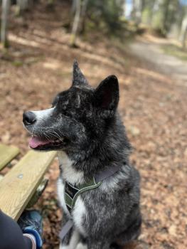 Kuro Shivo, Akita Inu