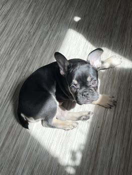 Tyson, Bouledogue francese