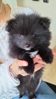 D'june, Keeshond