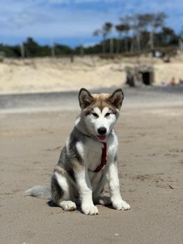 Urus, Alaskan Malamute