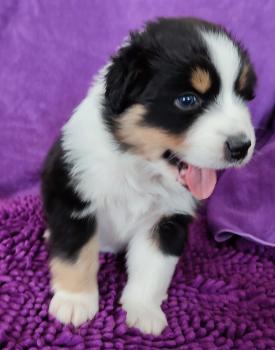 Lungo, Australian Shepherd Dog