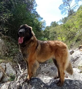 Shelly, Leonberger