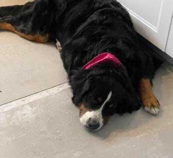Louna, Bernese Cattle Dogs
