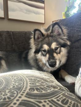 Meeko, Malamute De Alaska
