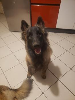 THOR, Belgian Tervuren