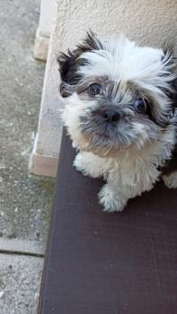 Rambo Shitzu, Shih Tzu