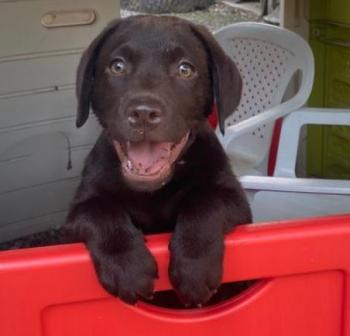 Choco, Labrador