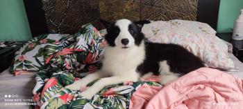 Sharlotte, Border Collie