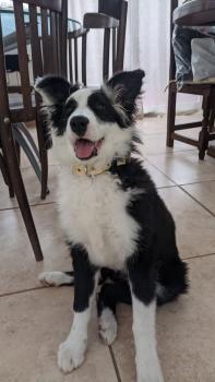 Aiko, Border Collie