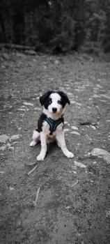 USKO, Border Collie