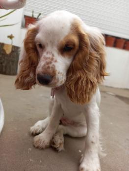 Julieta, Cocker Spaniel Inglés